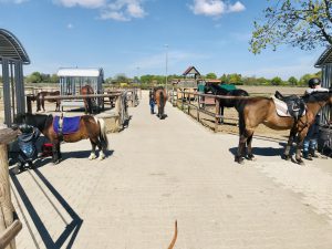 Endlich Reiten auf Hof Reil, Reiten lernen, Pony Wardneburg bei Oldenburg